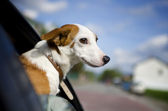 Nice dog enjoying his ride on a car