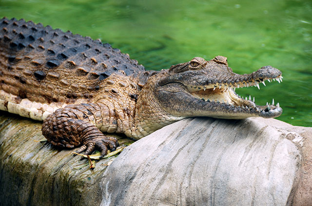 Freshwater_Crocodile_at_Lone_Pine_Koala_Sanctuary