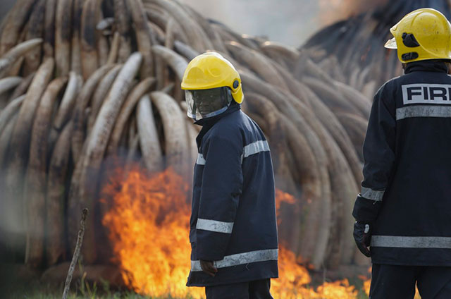 KENYA-IVORY-BURNING_11171614