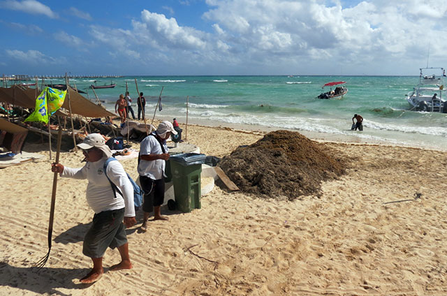 sargazo-playas-solidaridad-zofemat-(2)