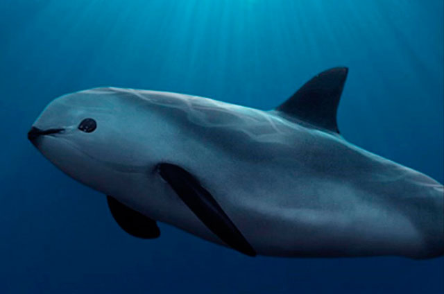 BIO-VAQUITA-3