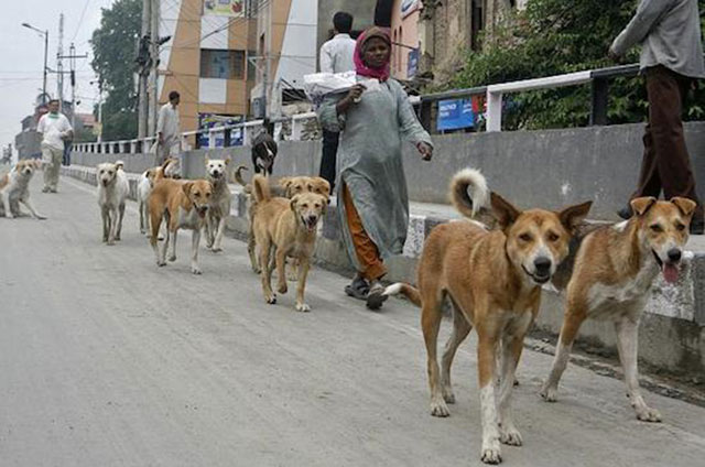 Buendiario-india-nueva-delhi-perros-callejeros-policias-2