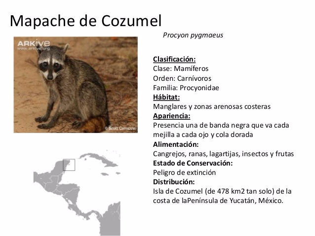 Mapache de Cozumel esta en grave peligro de extinción - Quintana Roo Hoy