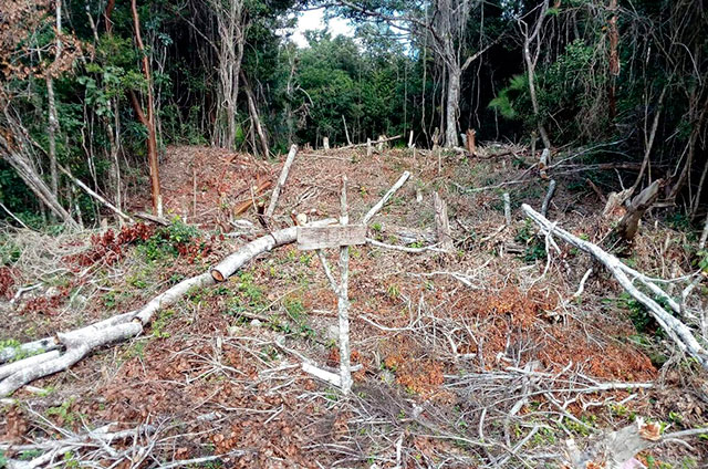 Invaden-tierras-destinadas-como-reservas-forestales