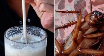 ¿Leche de cucaracha, más nutritiva que la leche de vaca?