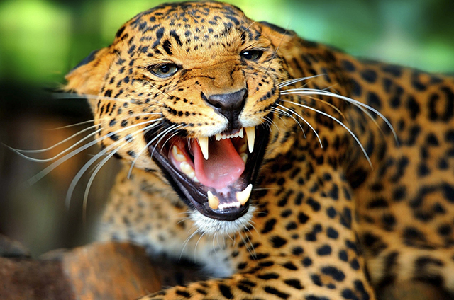 Jaguares en jaque
