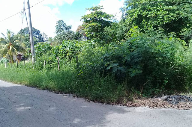 Atacan serpientes en lotes baldíos