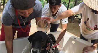 Tierra de animales: Sumando esfuerzos