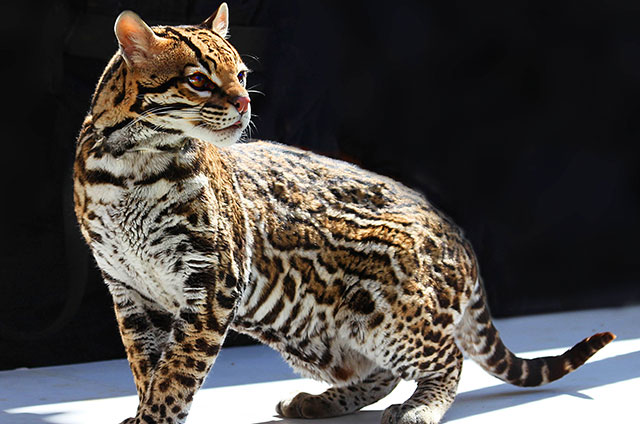 Luchan por preservar el ocelote