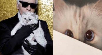 La gatita de Lagerfeld podría heredar parte de su fortuna