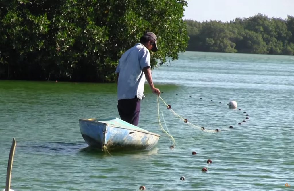 Contaminación pone en riesgo a arrecifes de coral