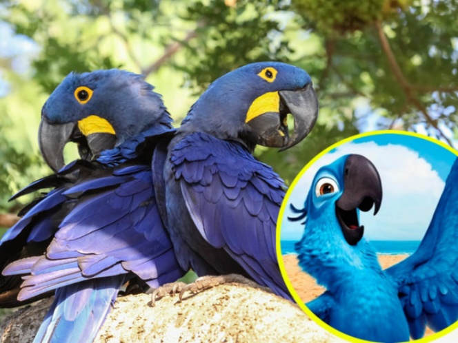 ¡Como el ave fénix! Nace un guacamayo azul, especie ‘extinta’ hace años