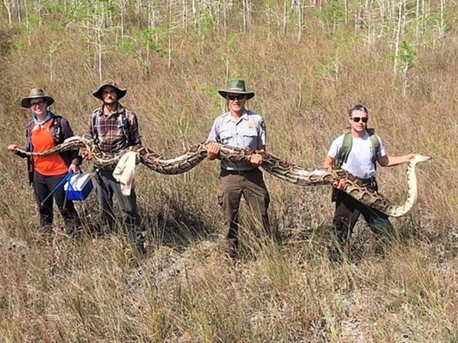Capturan una gigantesca pitón de más de 5 metros en EU