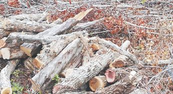 Limpia CFE sus líneas y deja basura