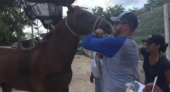 Detectan Caballo lastima de la espalda que era obligado a trabajar.