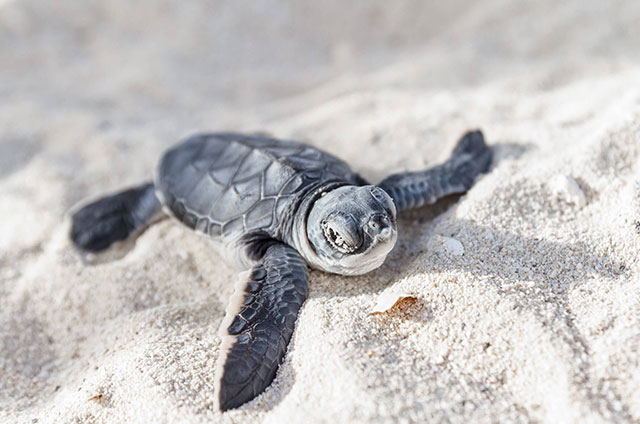 En la zona oriental de Quintana Roo más de mil 300 nidos de tortugas