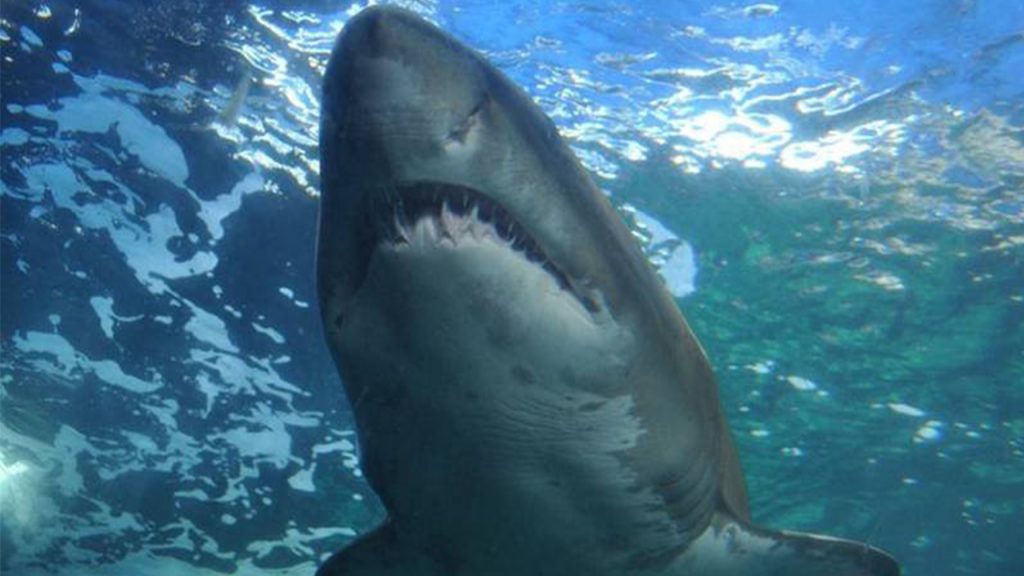 Captan a un tiburón blanco nadando de espaldas y muestra sus dientes