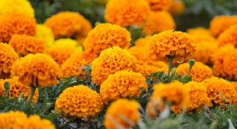 Día de muertos, de México para el mundo celebridades festejan tradicional día