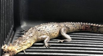 La FPMC continúa rescatando fauna en riesgo