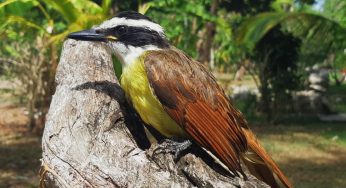 La FPMC y Cozumel Birding Club realizan monitoreo de aves en conjunto en San Gervasio