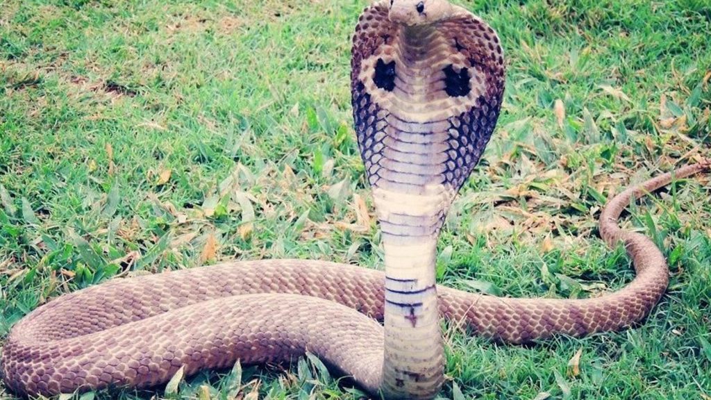 Hombre intenta besar a una cobra y termina en tragedia