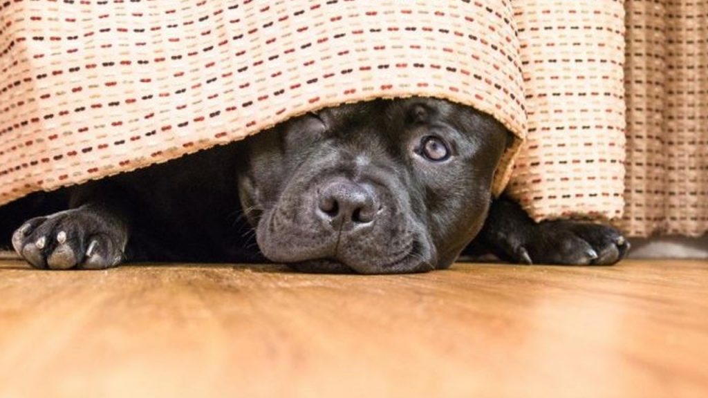 Petardos pueden matar a perros: activista