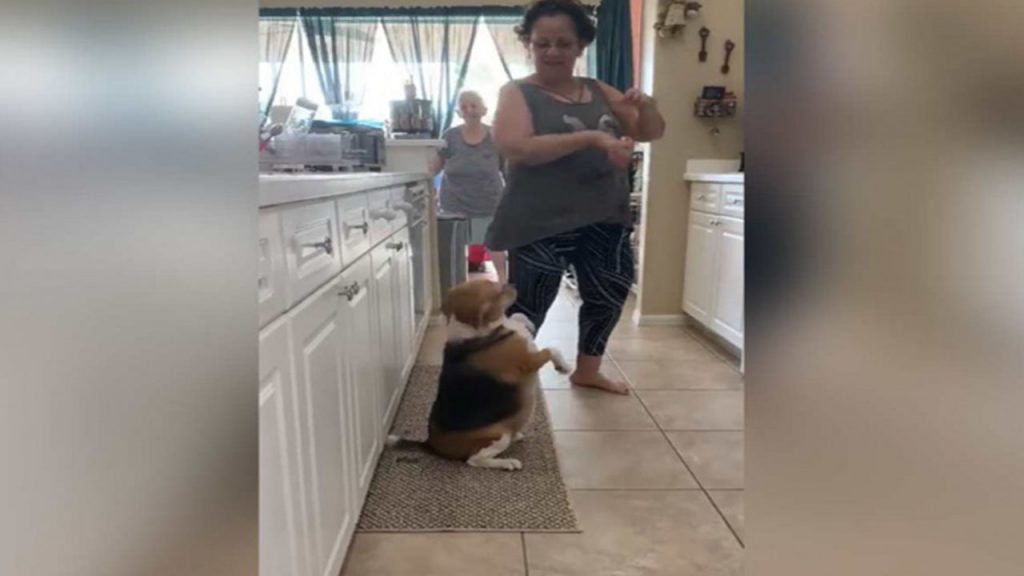 Perrito baila reguetón con su dueña y se vuelve un éxito en redes