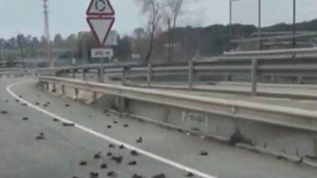 Aparecen decenas de pájaros muertos en carretera de España