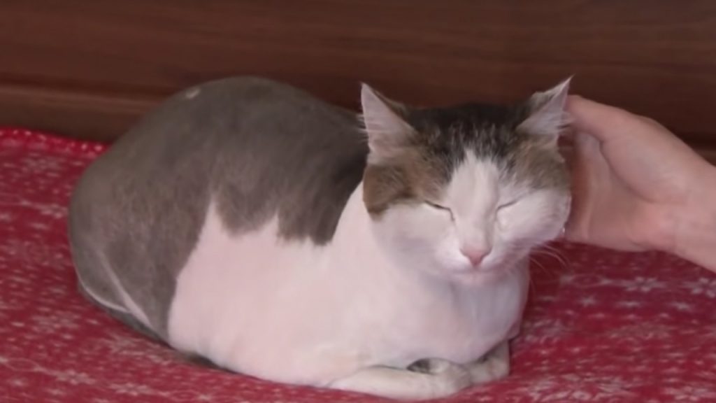 En Rusia, un gato muerde el cuello de su dueña y la salva de morir calcinada mientras dormía