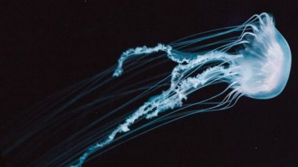 Medusas biónicas podrán explorar el océano