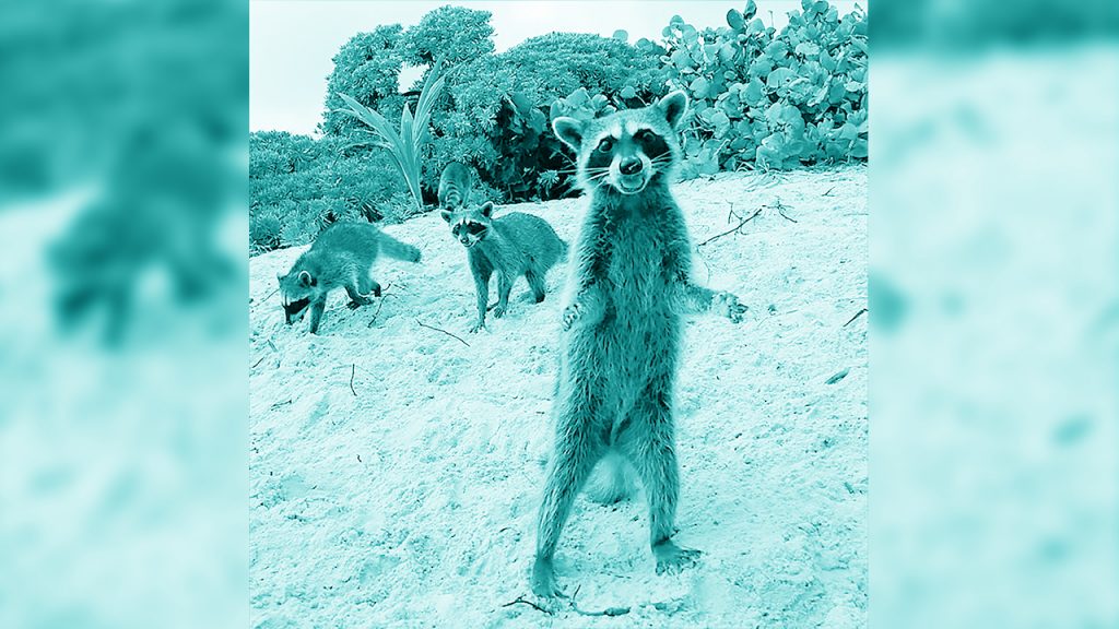 Mapaches sin protección