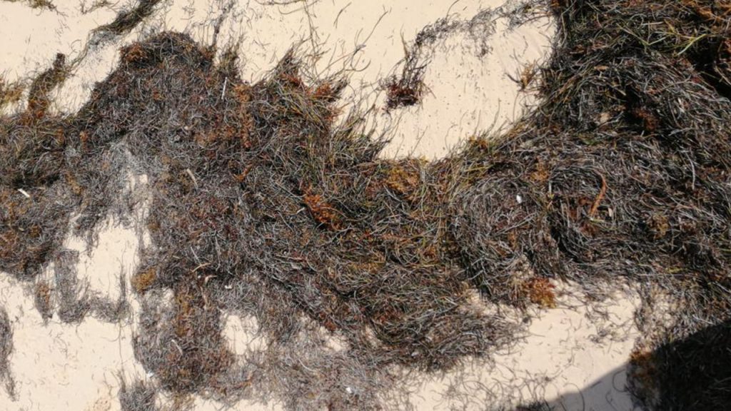 90% son pastos marinos