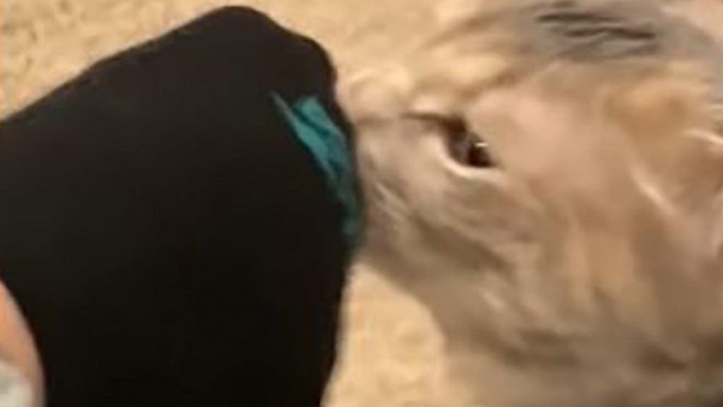 Gatito huele los pies de su dueño; su reacción se hace viral