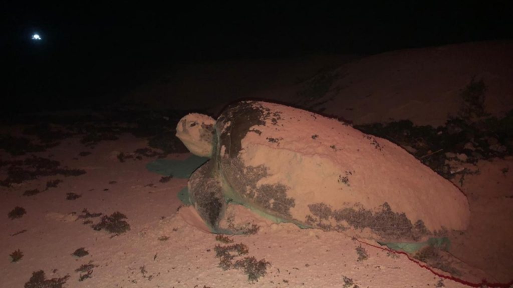 Arranca la avalancha de tortugas marinas en Cozumel