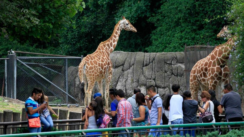Anuncia AMLO que apoyará a zoológicos en caso de solicitarlo