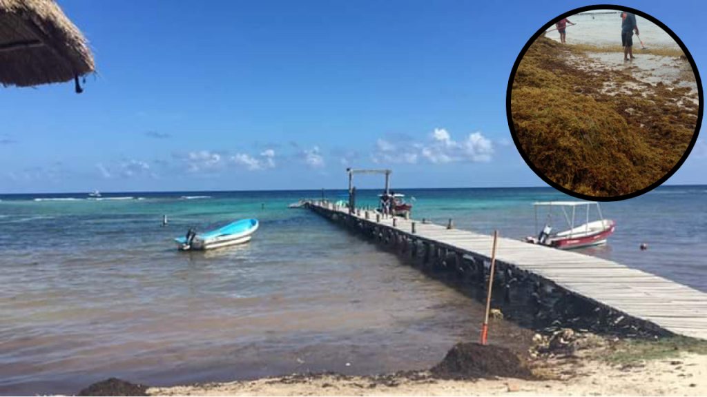 Incontenible el sargazo en Mahahual