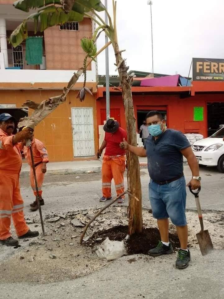 Plantan árboles en baches ante la inoperatividad del gobierno de Beristain