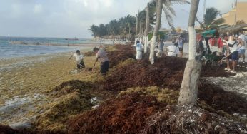250 kilómetros de playas de QRoo reportan abundante recale de sargazo
