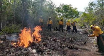 Incendios forestales azotan al estado