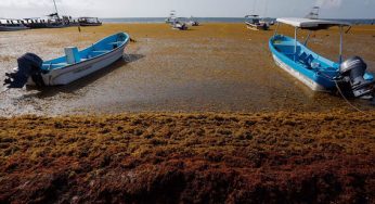 Manto acuífero de Quintana Roo en peligro por invasión de sargazo