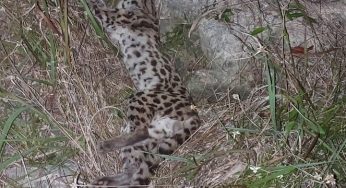 Hallan muerto a un cachorro de ocelote en Tulum