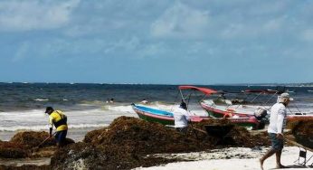 En Tulum, sin disposición final para el sargazo