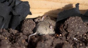 Evacúan cárcel por ratones en Australia