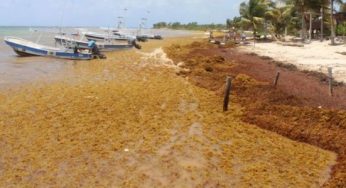 Alistan mega jornada antisargazo en Mahahual