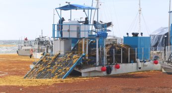 La Semar combatirá el sargazo en altamar