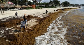 Hoteleros se unen contra el sargazo