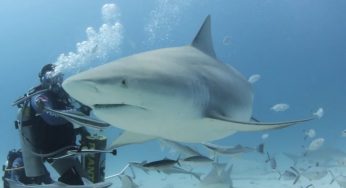 En Quintana Roo fomentan la protección de tiburones