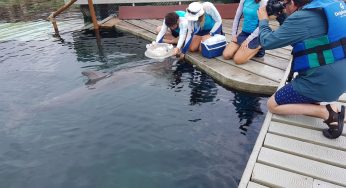 Muestra TV chilena bienestar de delfines y cuidado ambiental del Caribe Mexicano