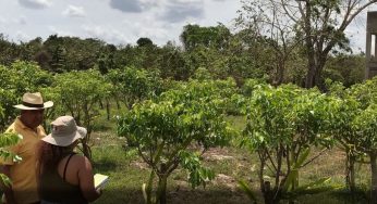 Impulsan el cuidado de las selvas en Quintana Roo
