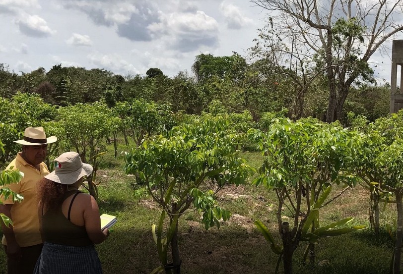 Impulsan el cuidado de las selvas en Quintana Roo